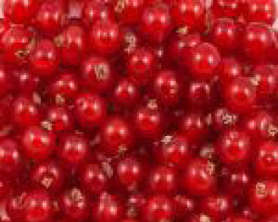 Johannisbeeren rot 2 x 2.5 kg