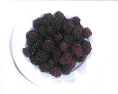 Brombeeren 5 x 1 kg